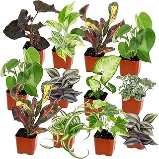 Easy to Grow Houseplants (12 Pack) Live House Plants in Plant Containers...
