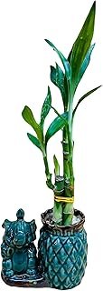 Lucky Bamboo in Ceramic Elephant Pineapple Vase 3 Stem 6”6”8” Bamboo